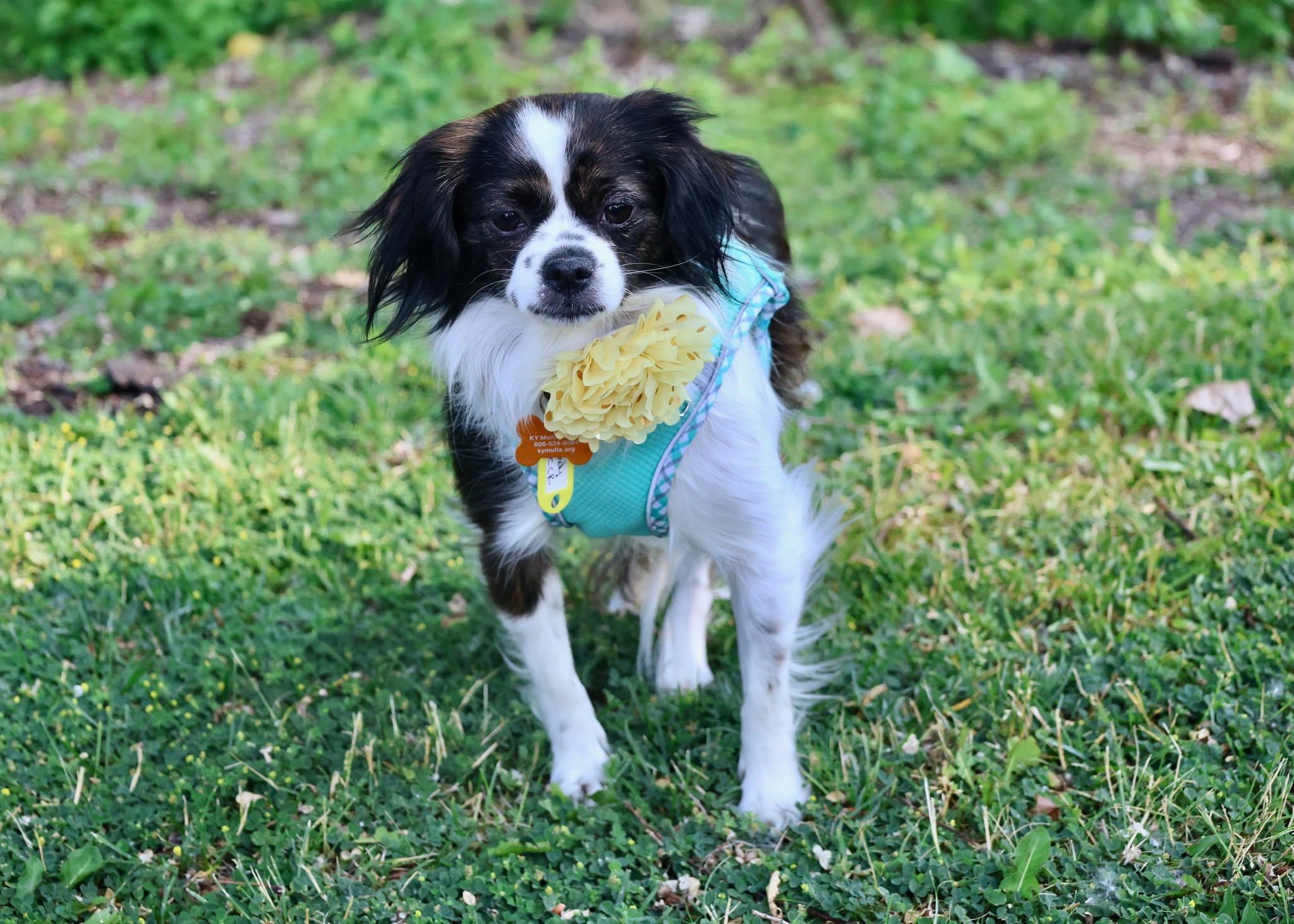 Enlarge Natasha, an adoptable mixed breed in Palatine, IL image 4/5
