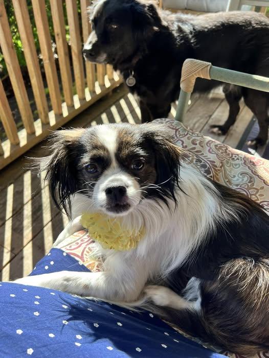 Enlarge Natasha, an adoptable mixed breed in Palatine, IL image 5/5