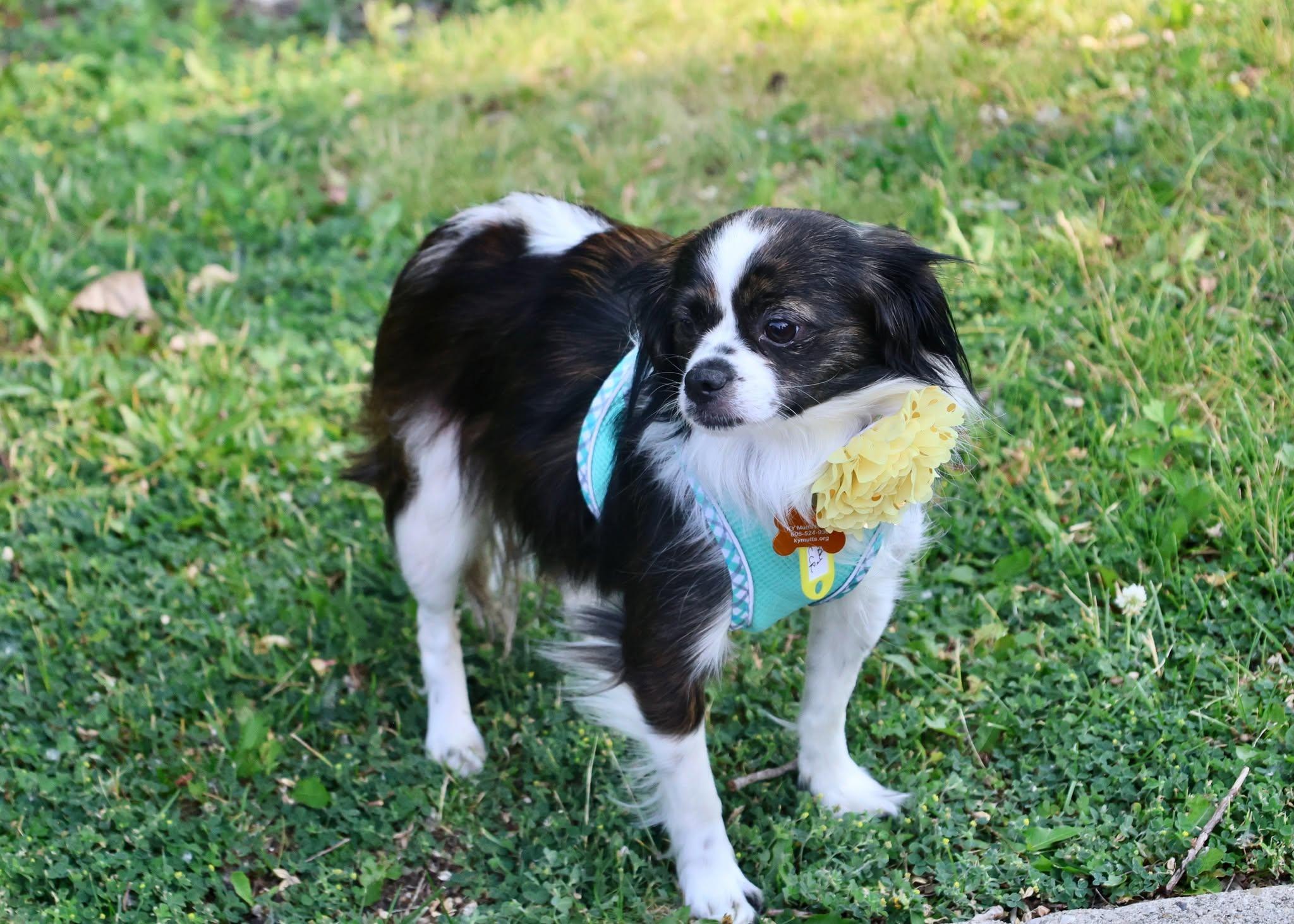 Enlarge Natasha, an adoptable mixed breed in Palatine, IL image 3/5