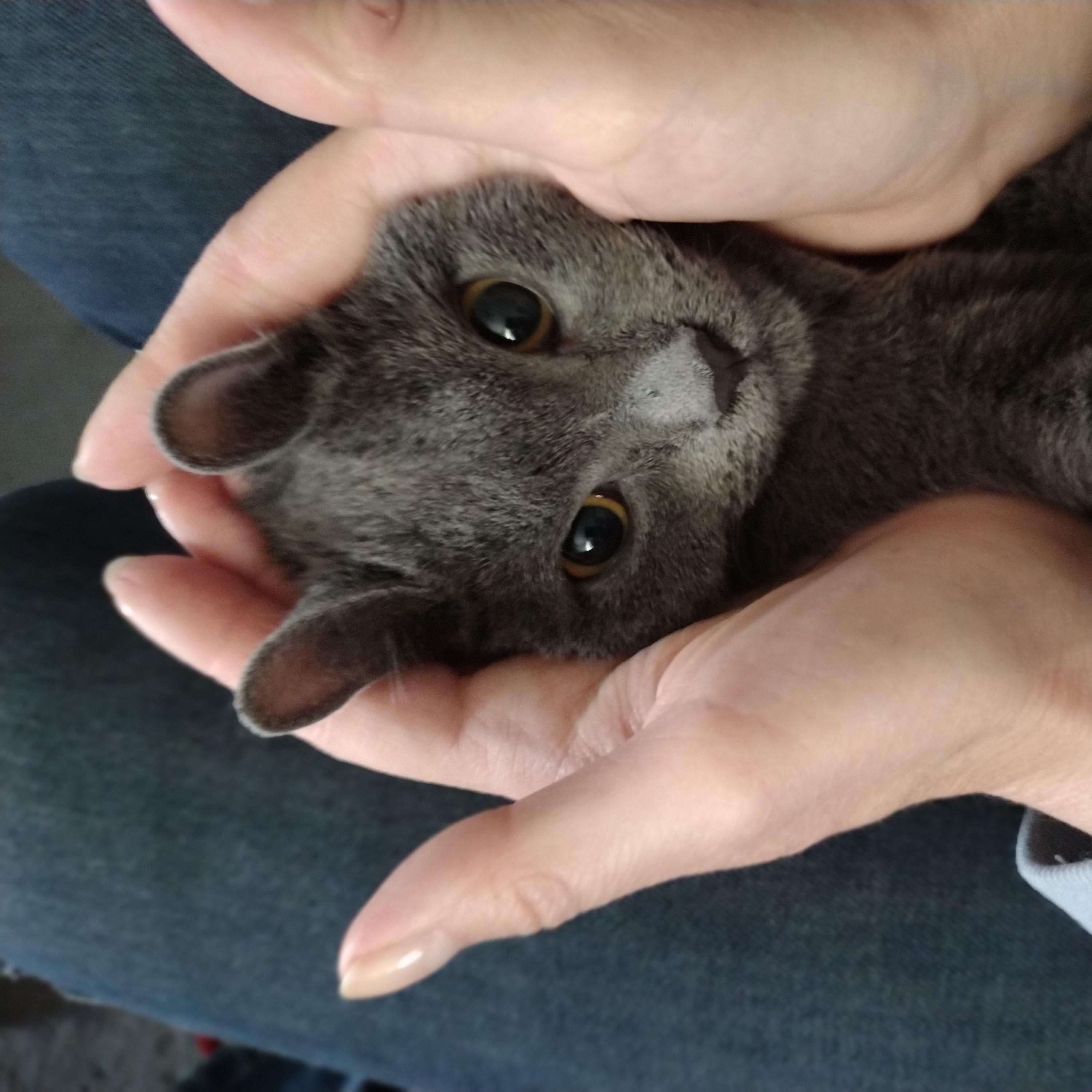 Cici thumbnail 1