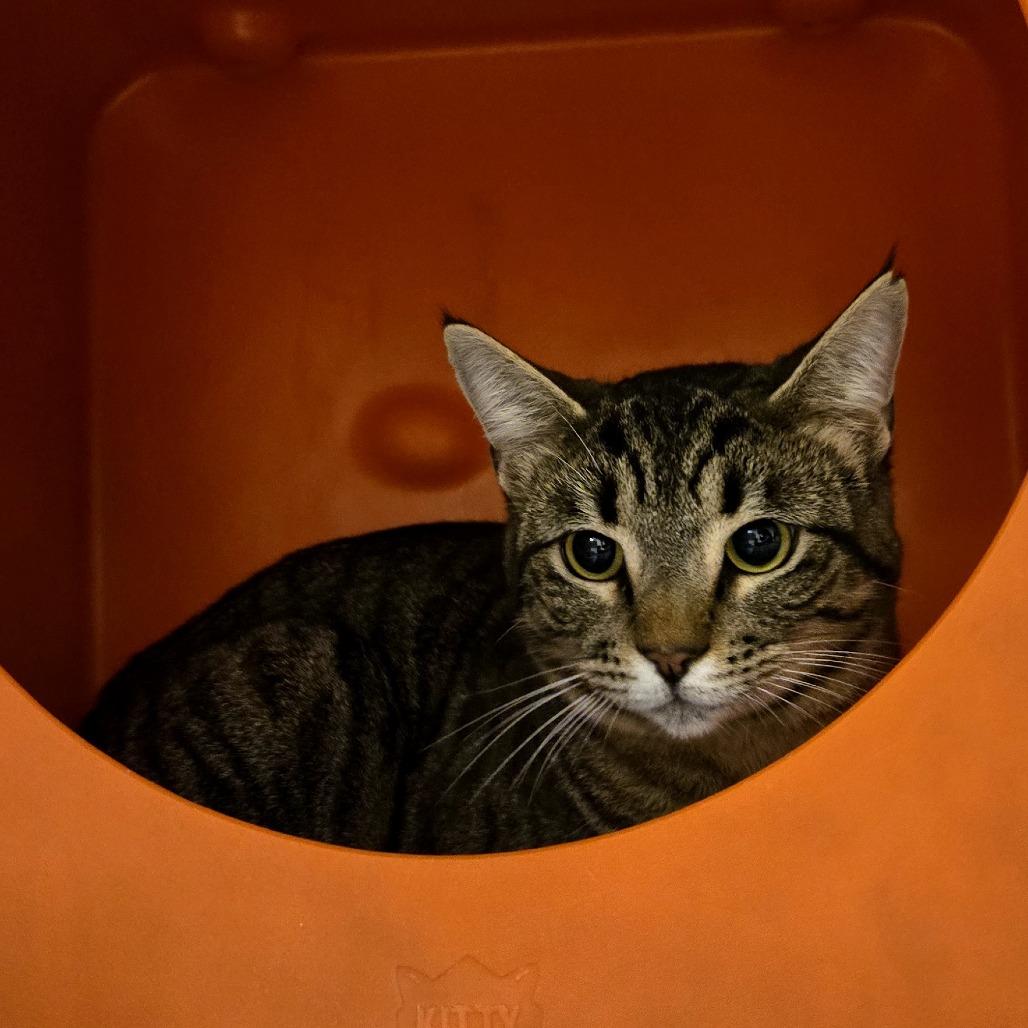 Enlarge Susan, a Adoptable Domestic Short Hair in Waukesha, WI image 1/1