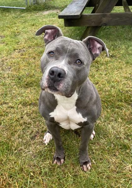 Samantha, ADOPTABLE, Young Female Pit Bull Terrier.