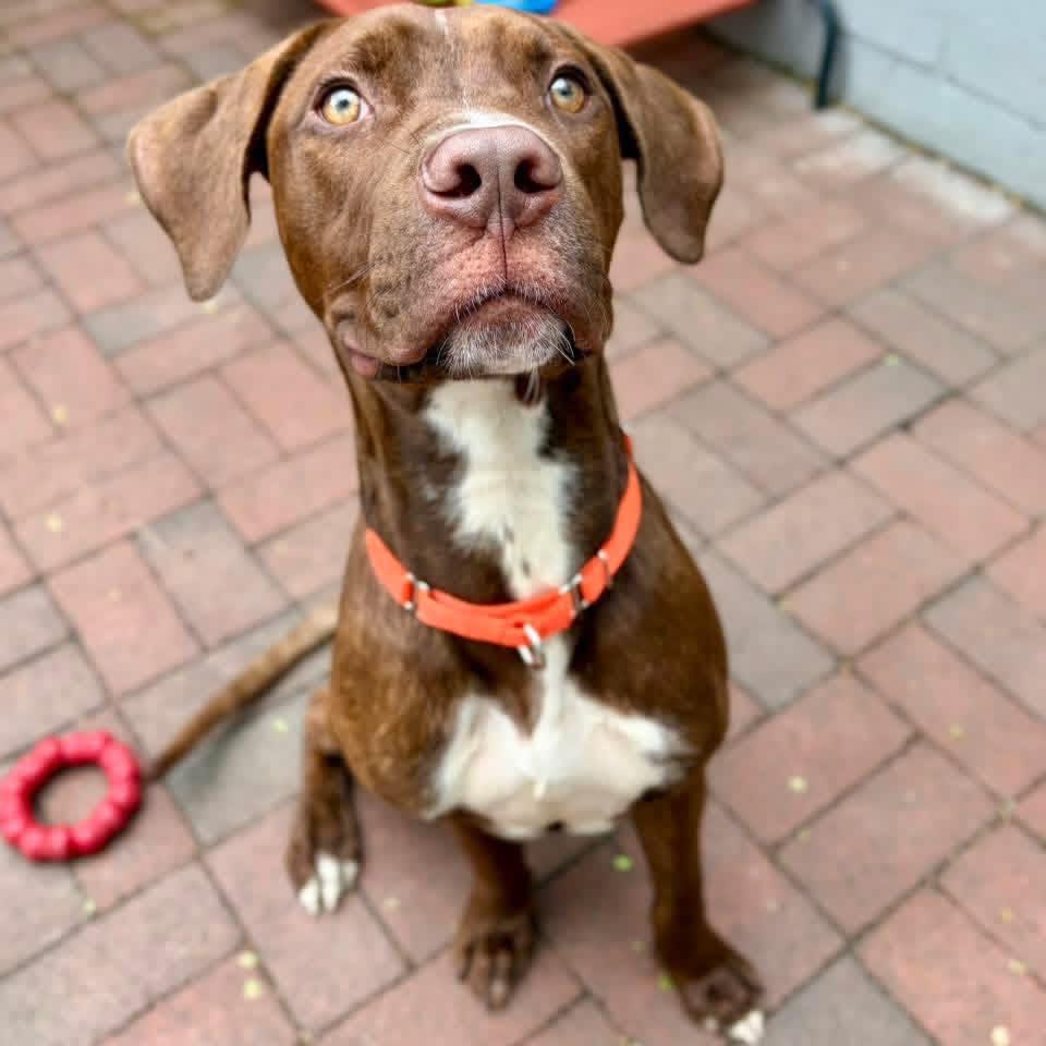 Enlarge Salami, a Adoptable mixed breed in Whitehall, PA image 1/1