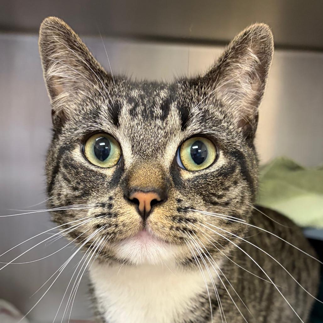 Bingo $199-In Foster-*See my video!*, Adoptable, Adult Male Domestic Short Hair.