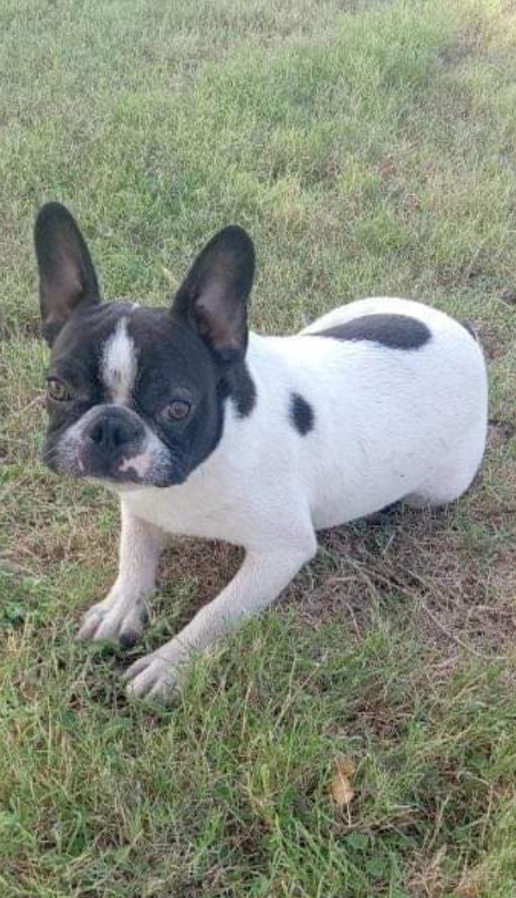 Enlarge Dan, a Adopted mixed breed in Scottsdale, AZ image 1/2