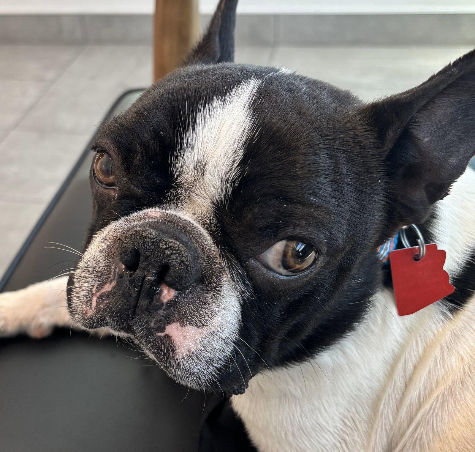 Enlarge Dan, a Adopted mixed breed in Scottsdale, AZ image 2/2