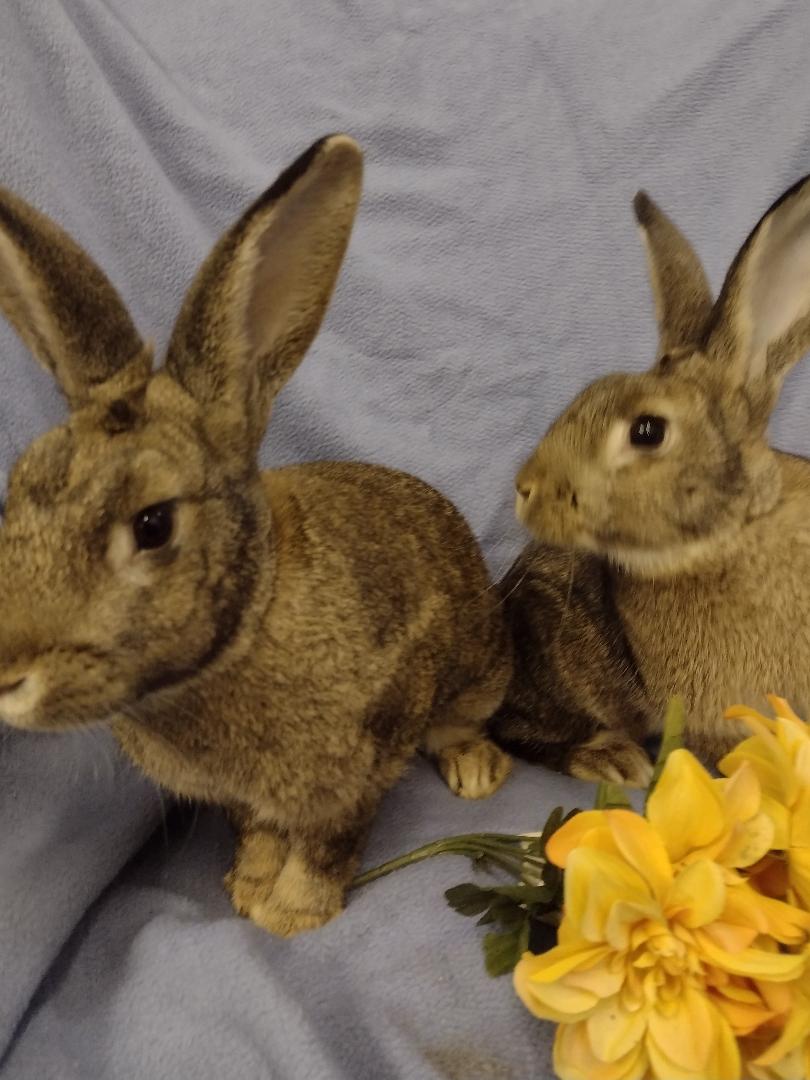 Narice and Santina, a Adoptable New Zealand in Plymouth, MI image 1/3