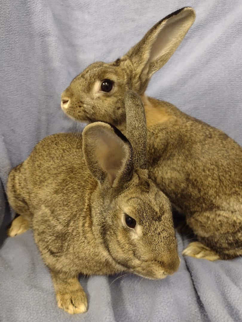 Narice and Santina, Adoptable, Baby Female New Zealand.