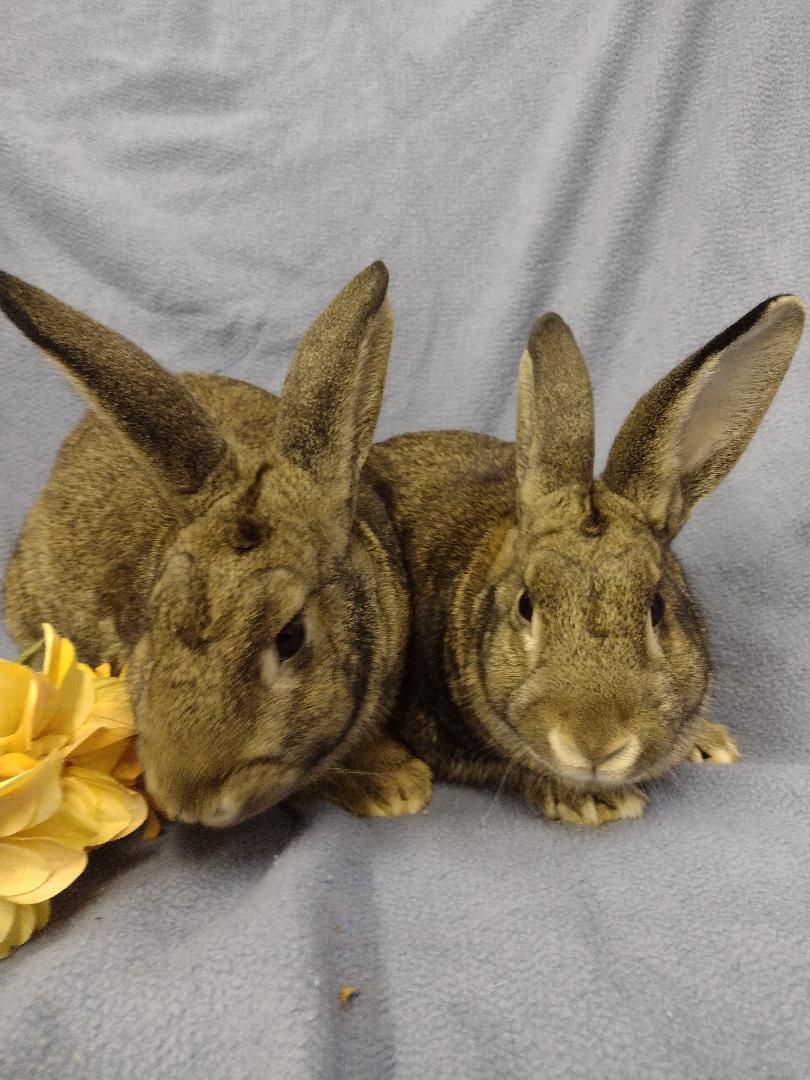 Narice and Santina, a Adoptable New Zealand in Plymouth, MI image 3/3
