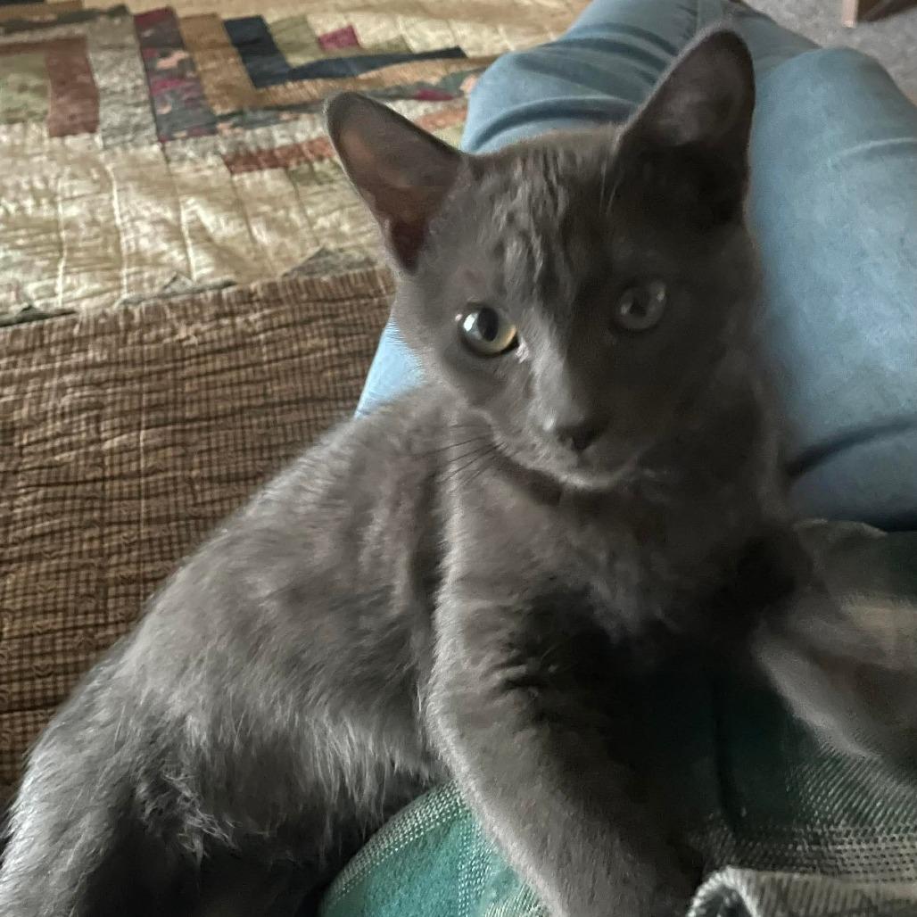 Monte Cristo, Adoptable, Kitten Male Domestic Short Hair.