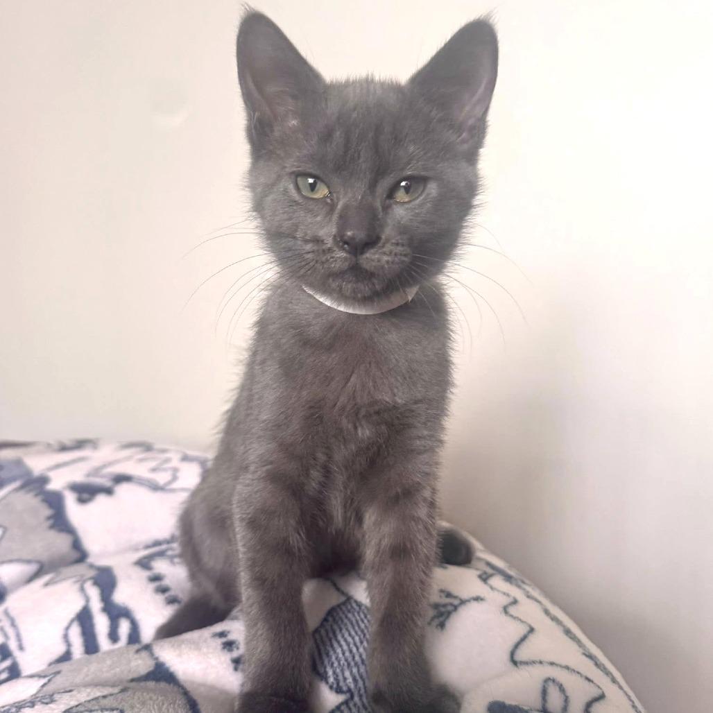 Monte Cristo, a Adoptable Domestic Short Hair in Washougal, WA image 2/2