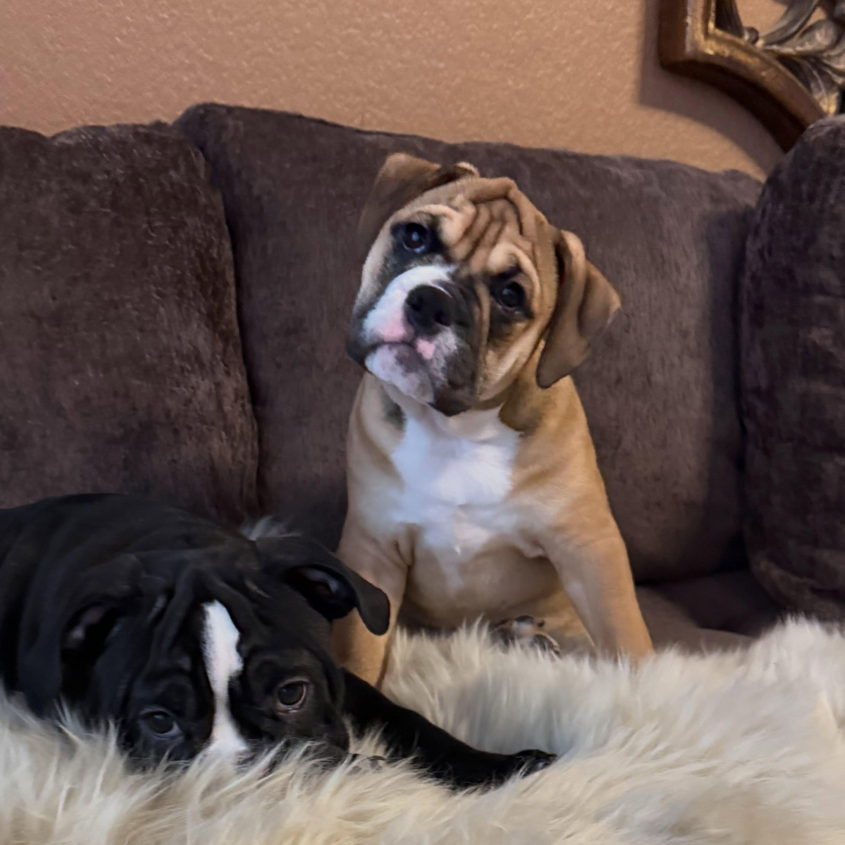 Enlarge Miley, a Adopted mixed breed in Las Vegas, NV image 4/5