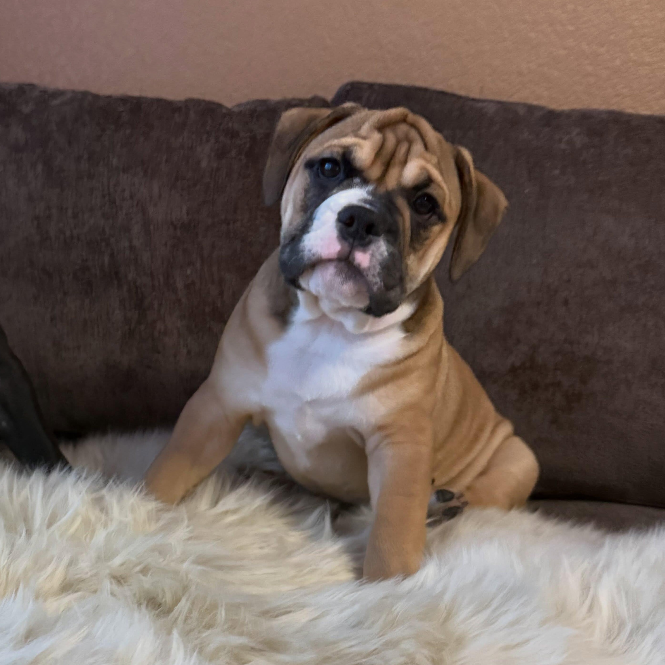 Enlarge Miley, a Adopted mixed breed in Las Vegas, NV image 3/5