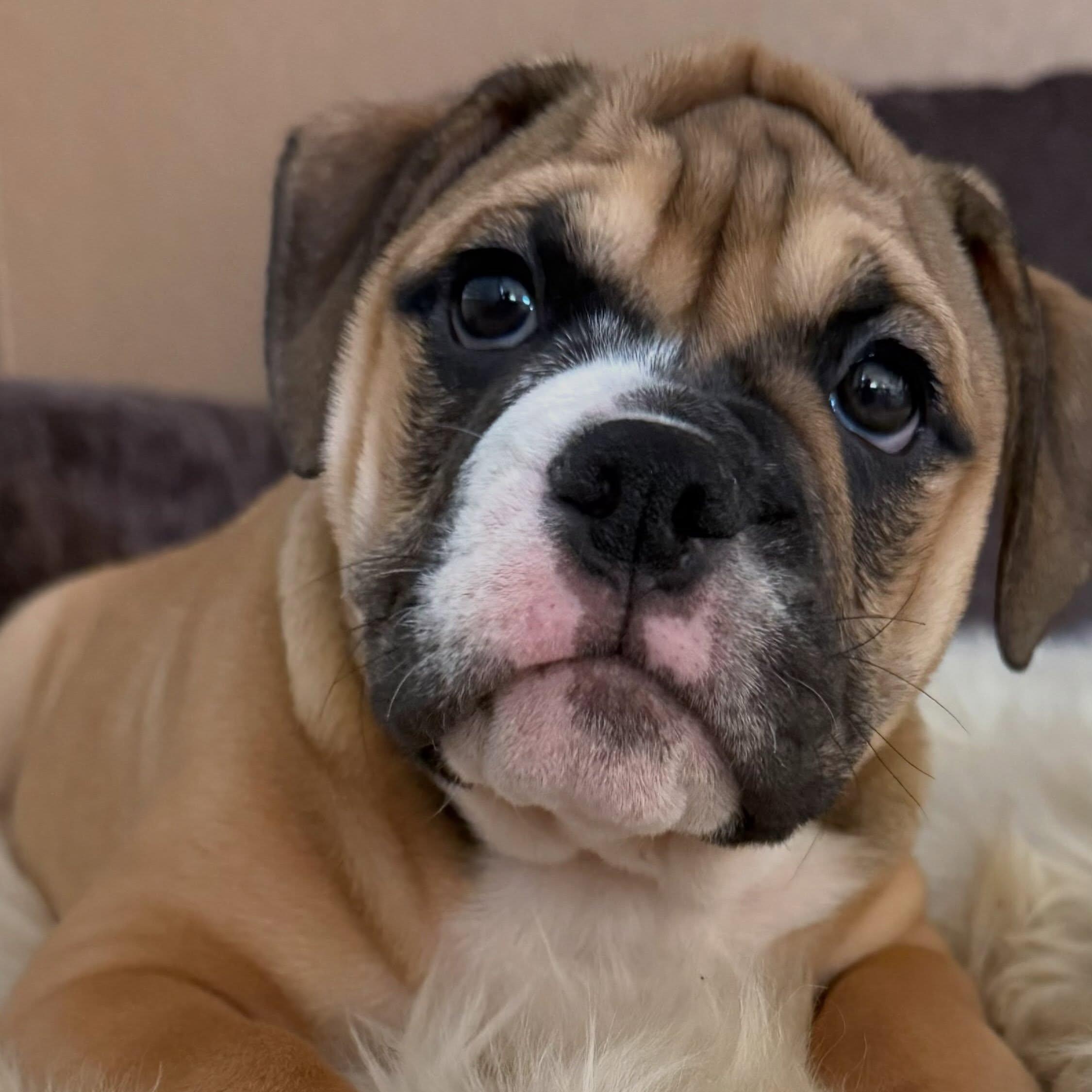 Enlarge Miley, a Adopted mixed breed in Las Vegas, NV image 5/5