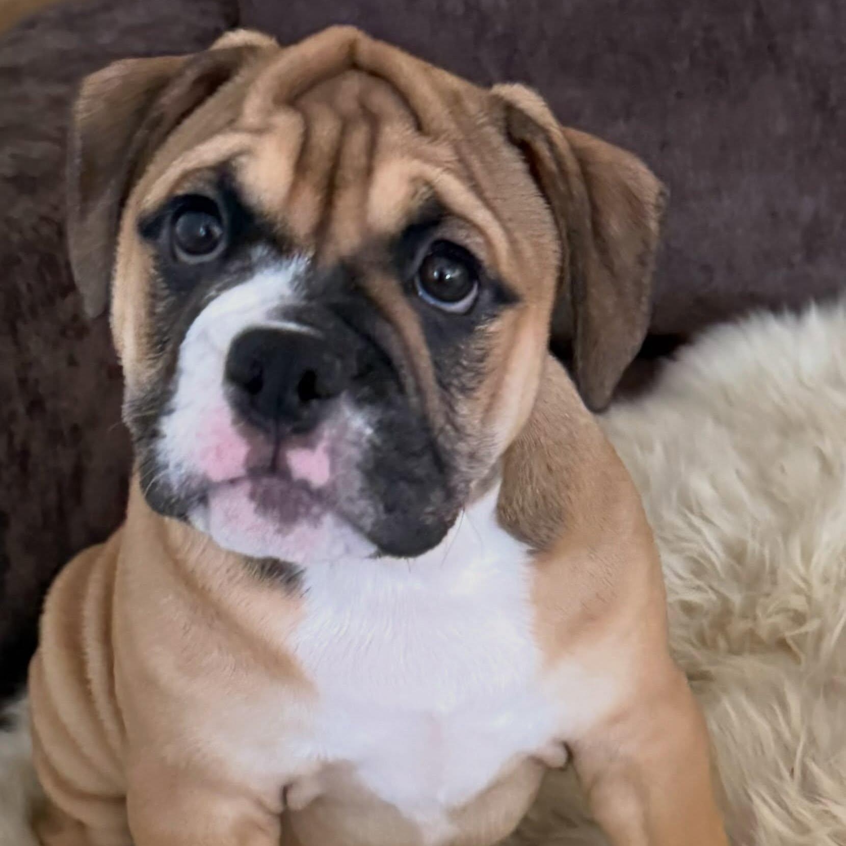 Enlarge Miley, a Adopted mixed breed in Las Vegas, NV image 2/5