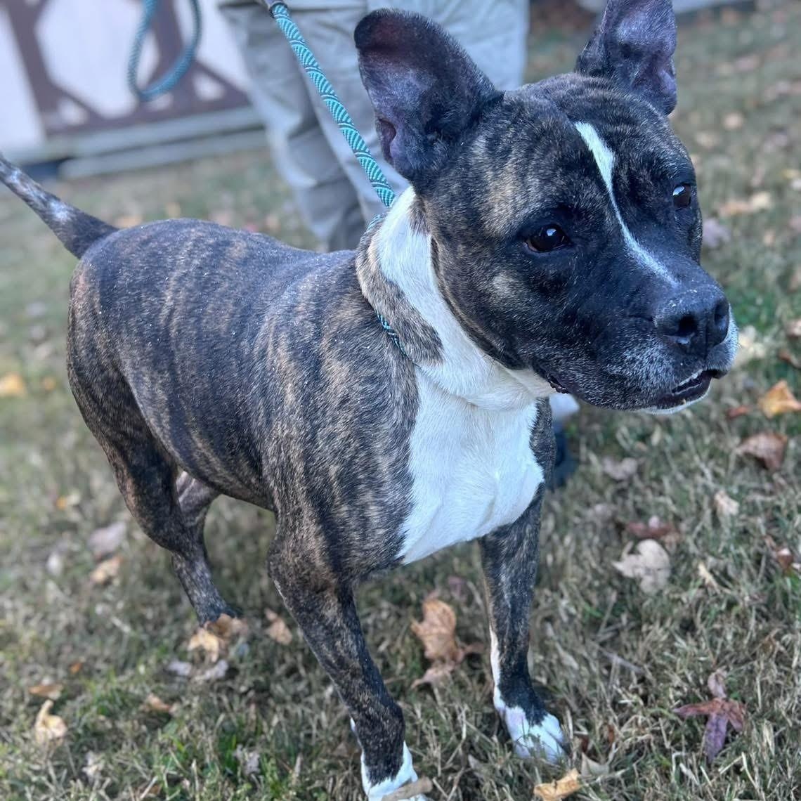 Enlarge Tilly, a Adoptable mixed breed in Ashland, VA image 3/3