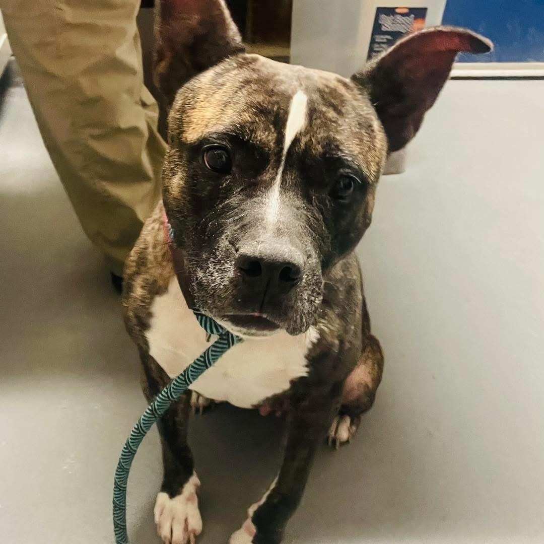 Enlarge Tilly, a Adoptable mixed breed in Ashland, VA image 2/3