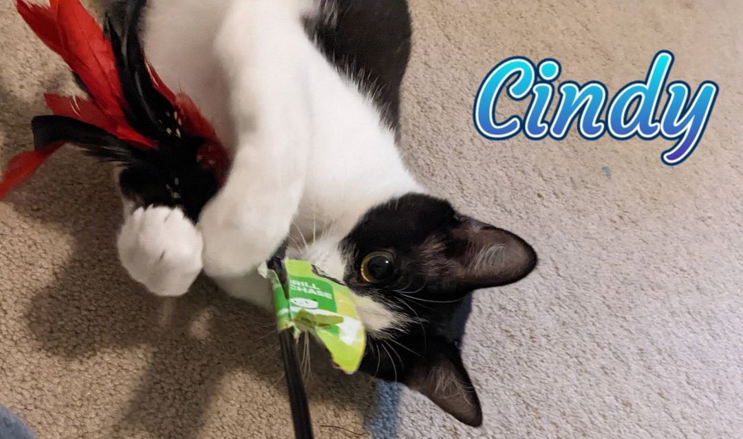 Enlarge Cindy, a Adoptable Domestic Short Hair in Sykesville, MD image 1/4