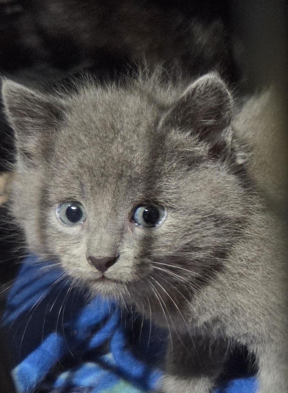 Sophia, Adopted, Kitten Female Domestic Short Hair.
