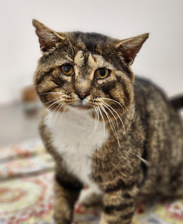 Enlarge Theodore Cinnamon Roll, a Adoptable mixed breed in Johnson City, TN image 2/2