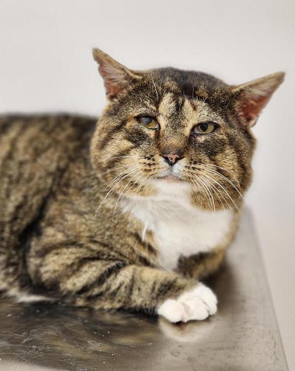 Theodore Cinnamon Roll, Adoptable, Adult Male Tabby & American Shorthair.