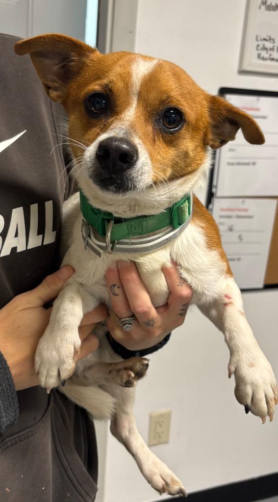 Enlarge Amigo, a Adoptable mixed breed in Seven Points, TX image 1/1