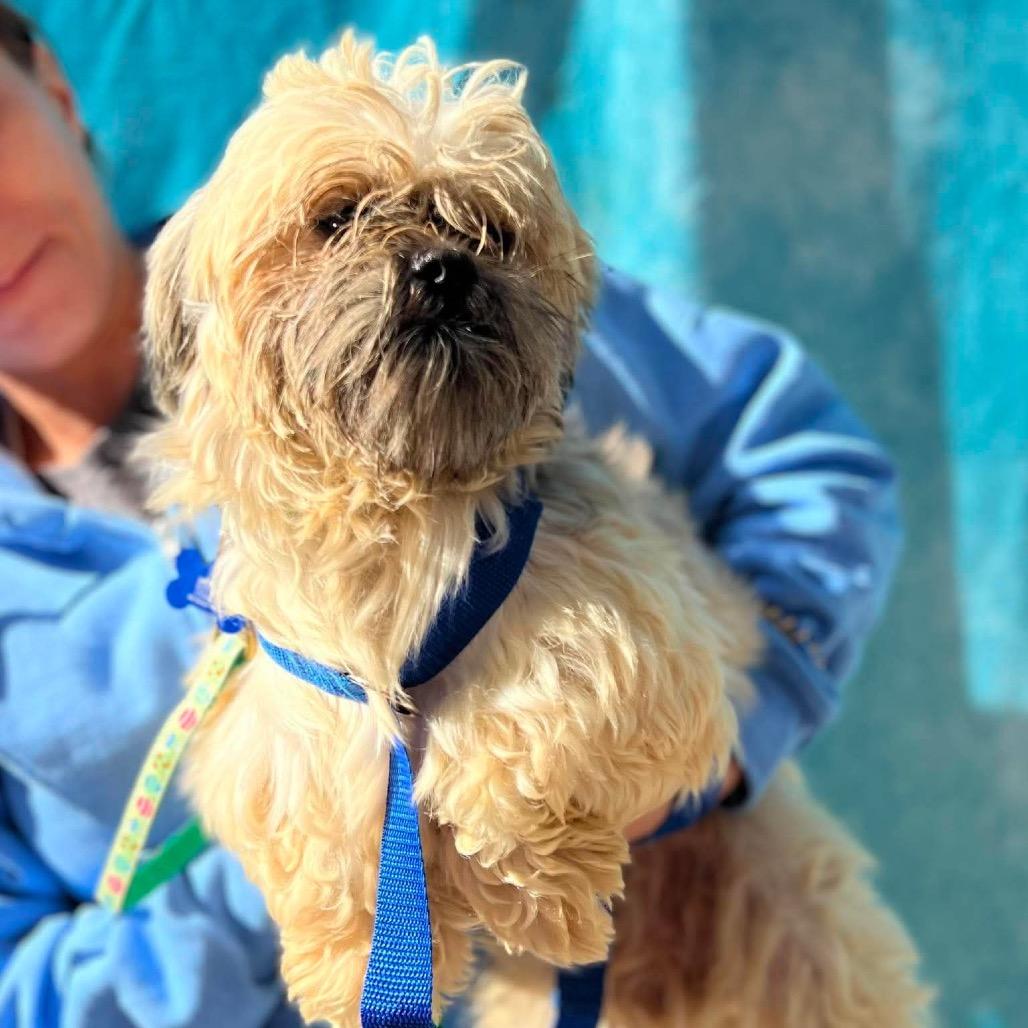 Enlarge Luke, a Adoptable Shih Tzu in St. Charles, IL image 1/6
