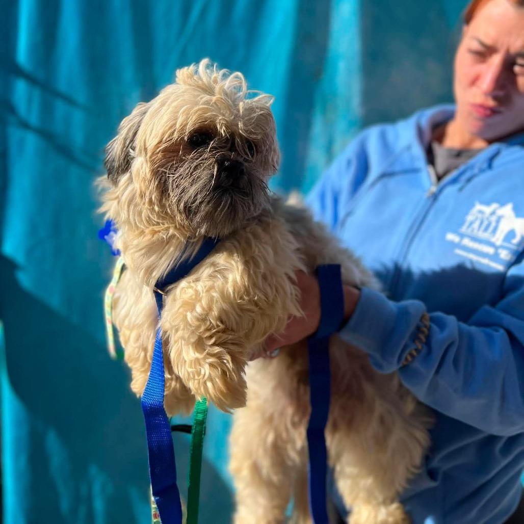 Enlarge Luke, a Adoptable Shih Tzu in St. Charles, IL image 2/6