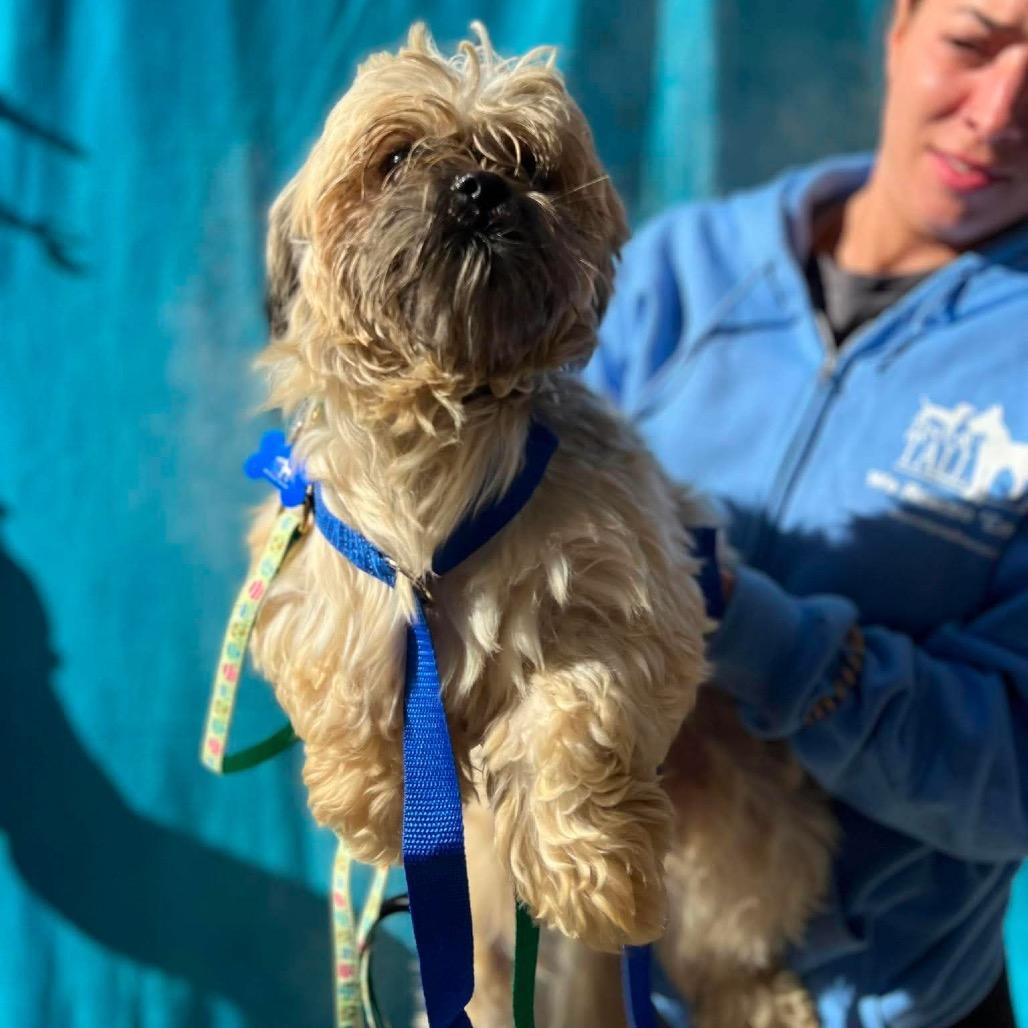 Enlarge Luke, a Adoptable Shih Tzu in St. Charles, IL image 3/6