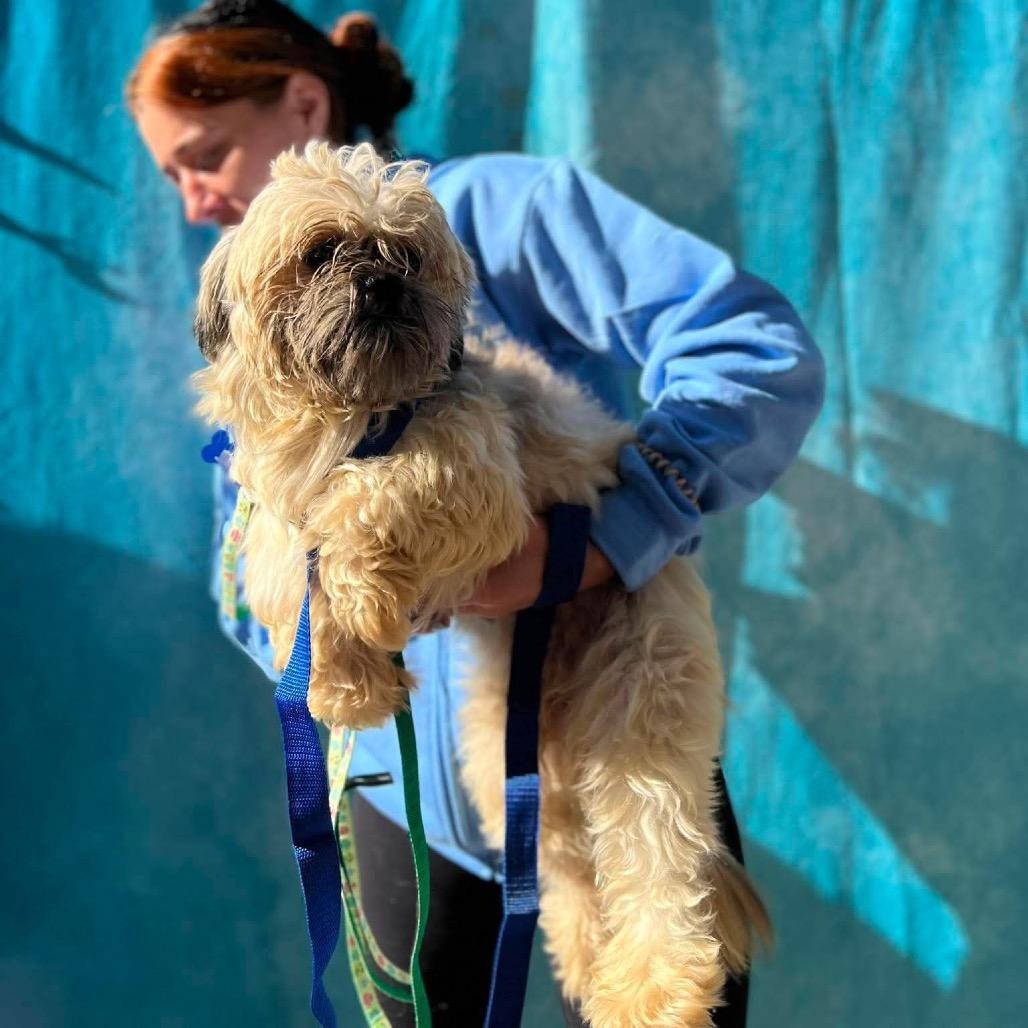 Enlarge Luke, a Adoptable Shih Tzu in St. Charles, IL image 4/6
