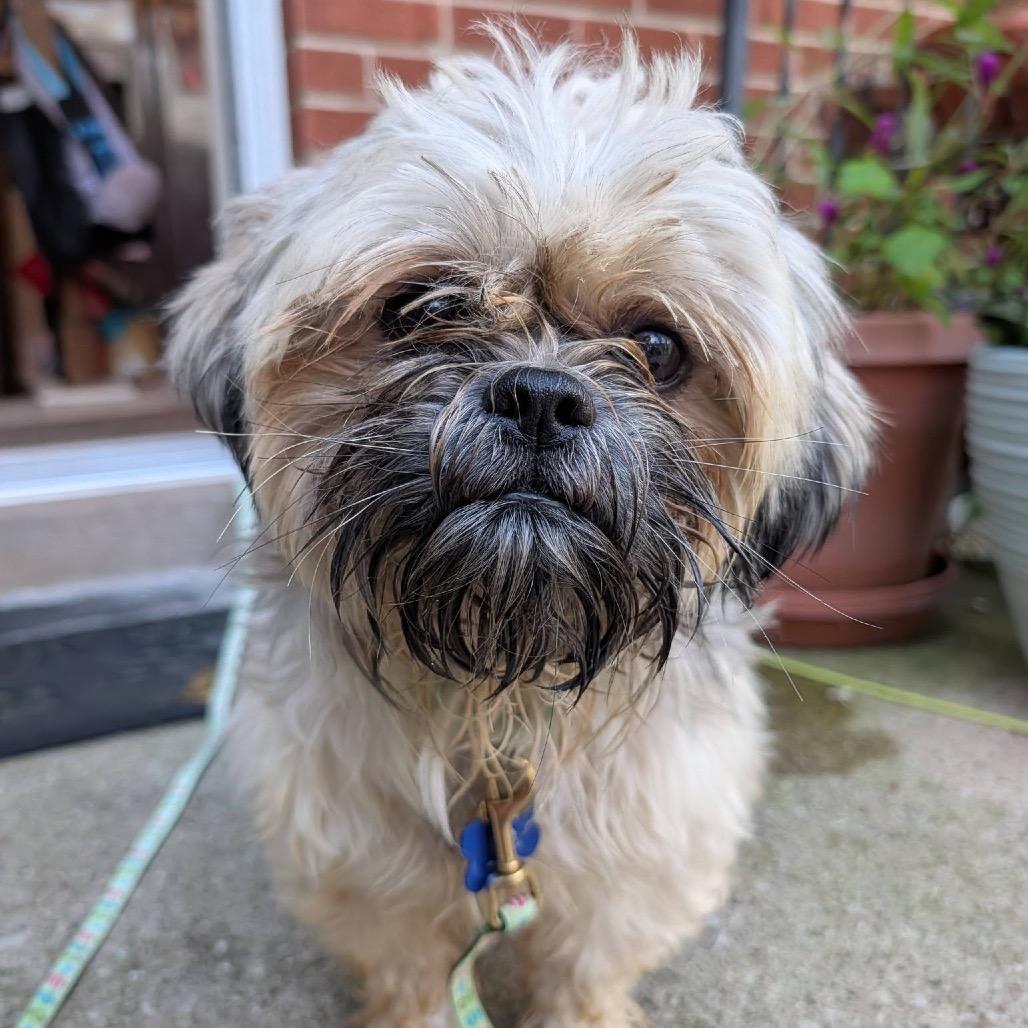 Enlarge Luke, a Adoptable Shih Tzu in St. Charles, IL image 5/6