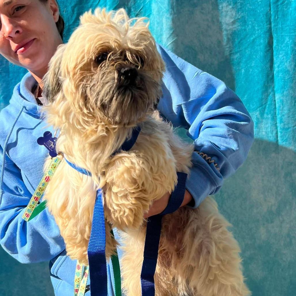 Enlarge Luke, a Adoptable Shih Tzu in St. Charles, IL image 6/6