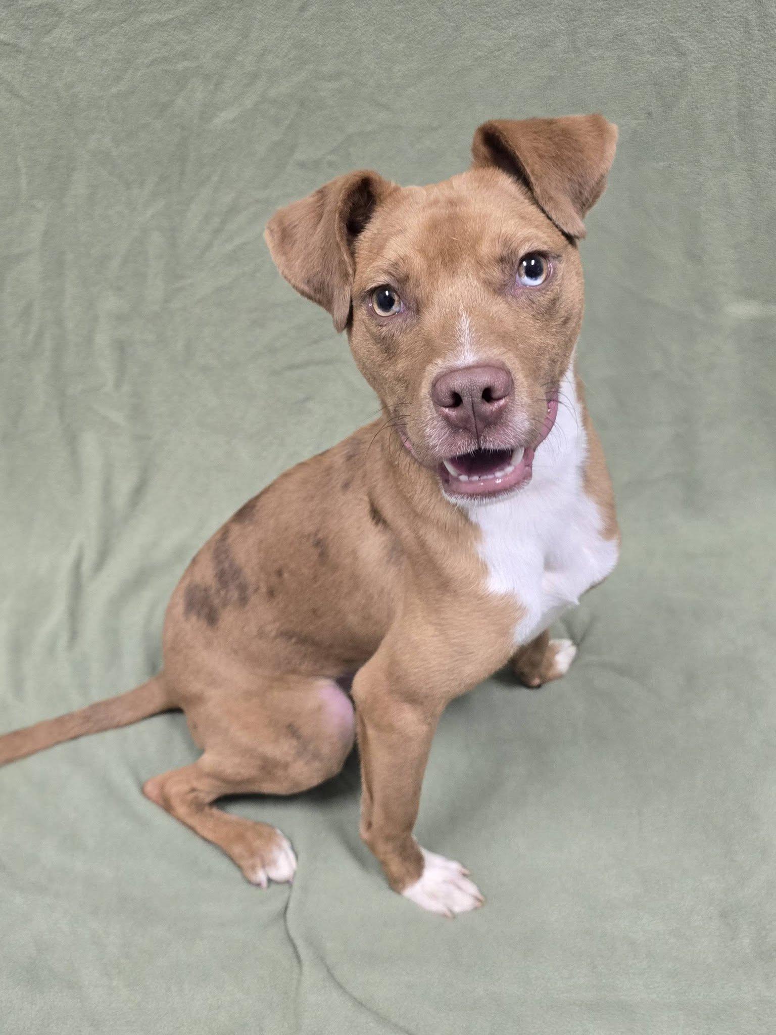 Enlarge Artie, a Adoptable Mixed Breed in Frankfort, IN image 2/4