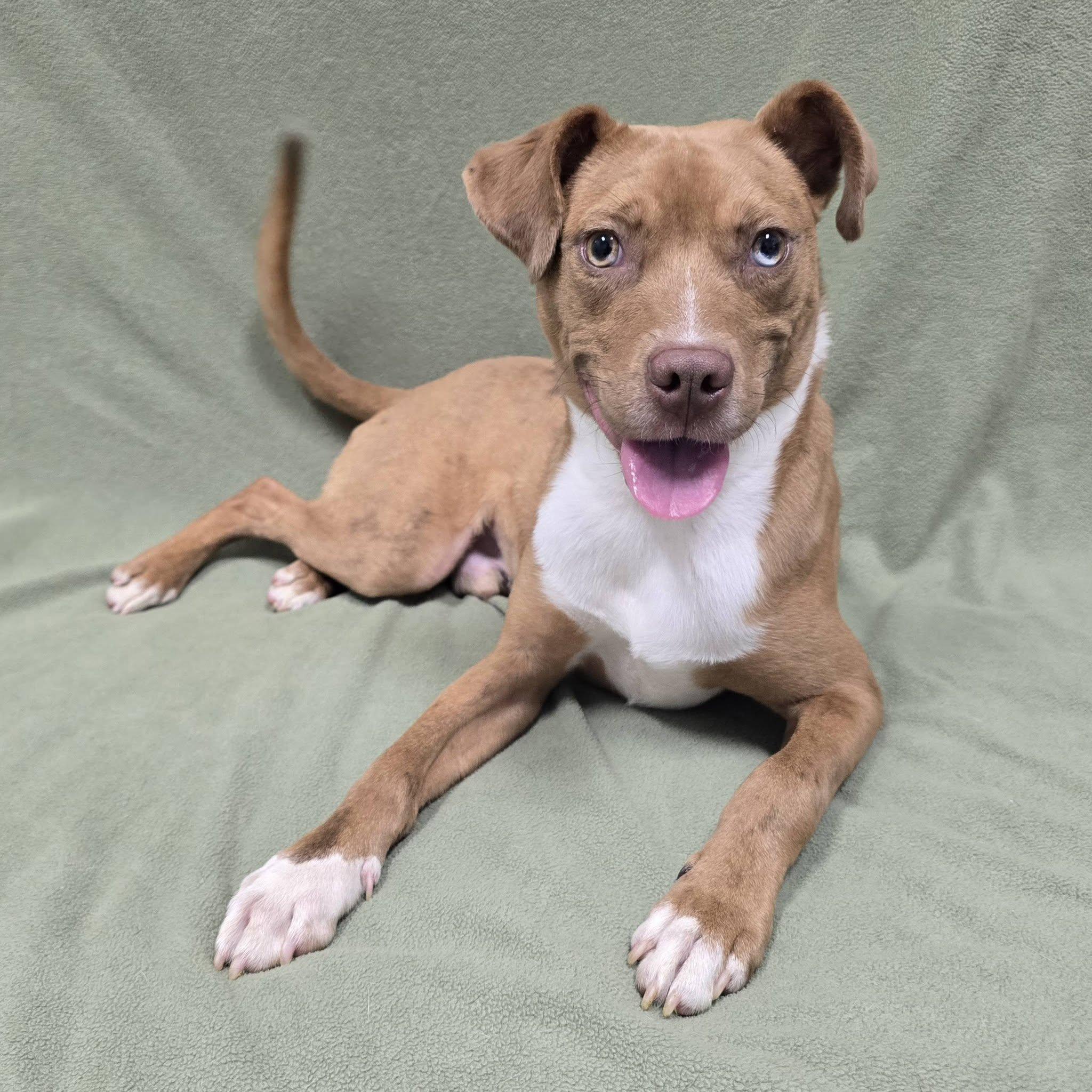 Enlarge Artie, a Adoptable Mixed Breed in Frankfort, IN image 3/4