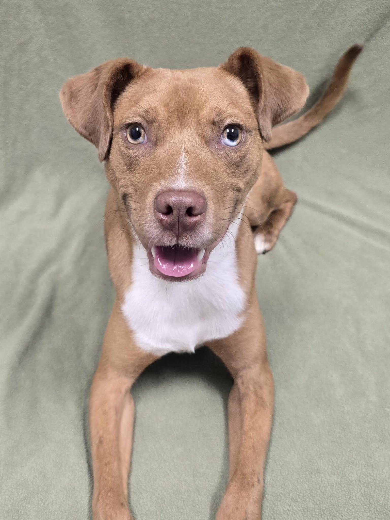 Enlarge Artie, a Adoptable Mixed Breed in Frankfort, IN image 1/4