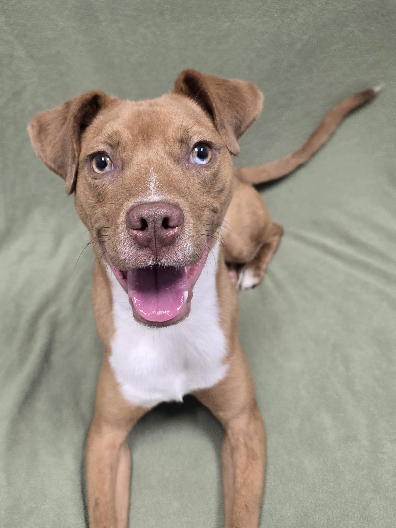 Enlarge Artie, a Adoptable Mixed Breed in Frankfort, IN image 4/4
