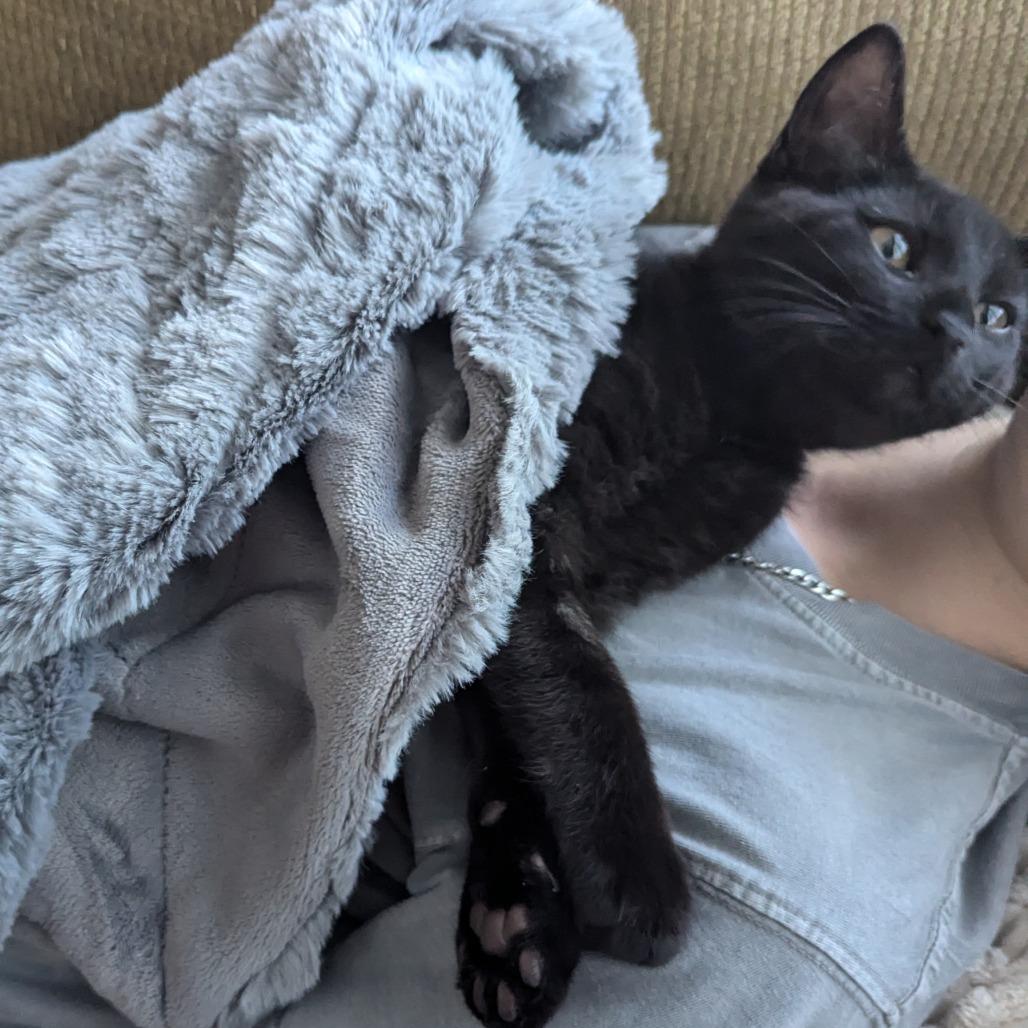 Gable Dyal-RS, Adoptable, Kitten Male Domestic Short Hair.