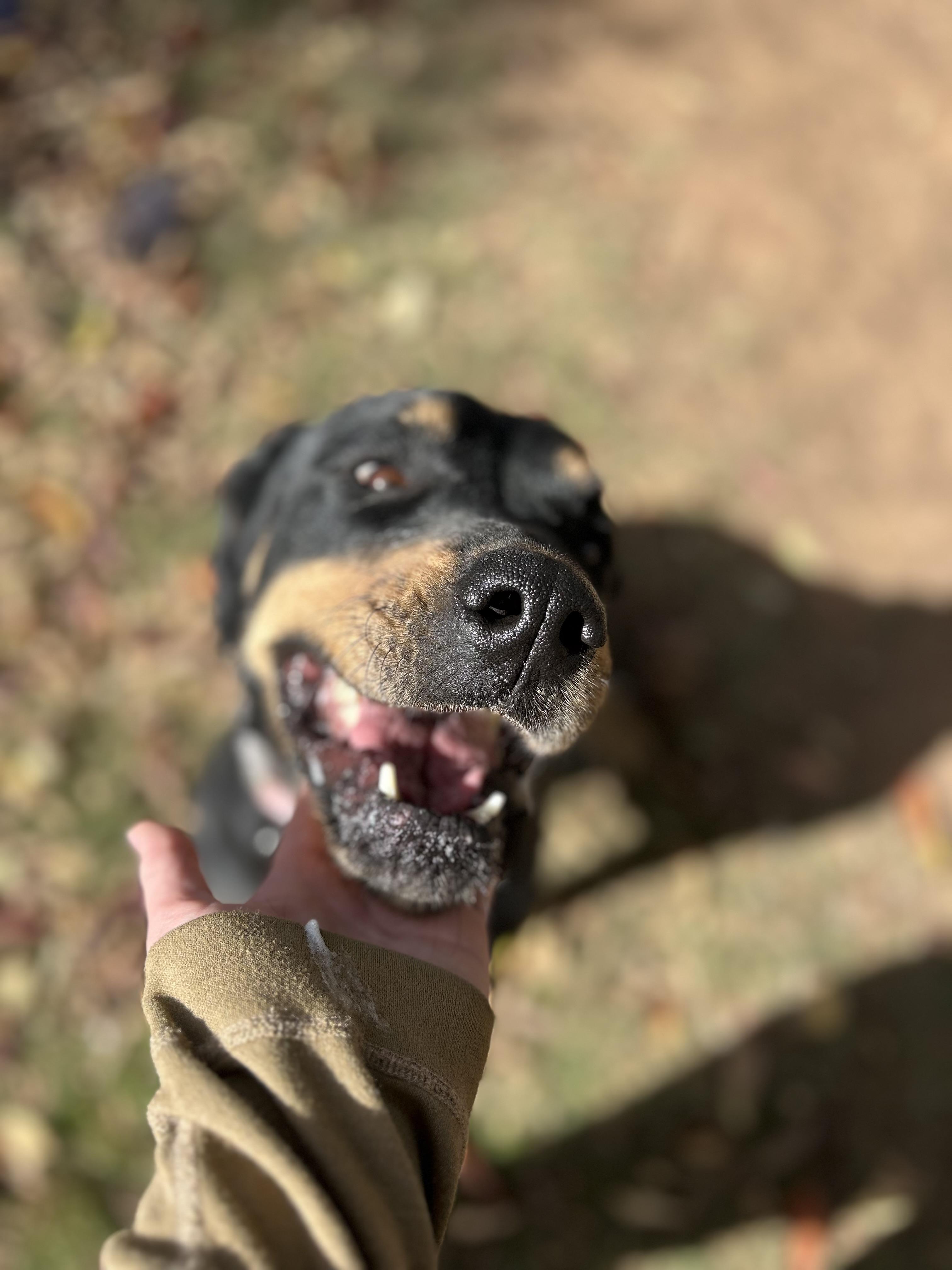 Enlarge Violet, a Adoptable Rottweiler in Clovis, NM image 1/1