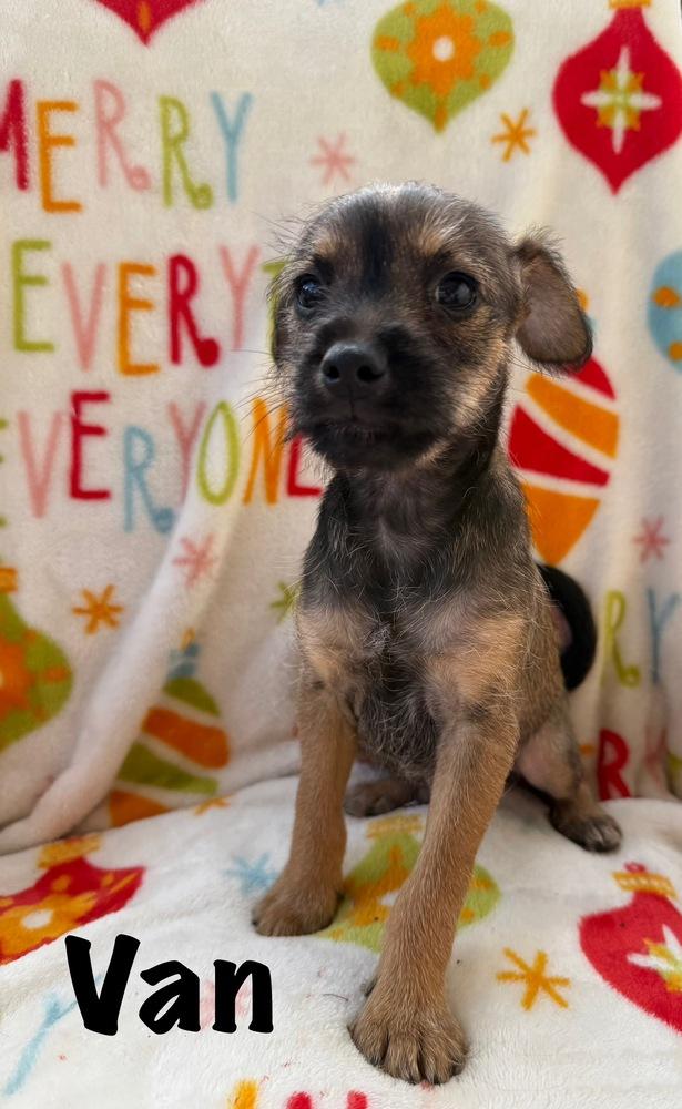 Enlarge Van, a Adoptable mixed breed in Cedartown, GA image 1/1