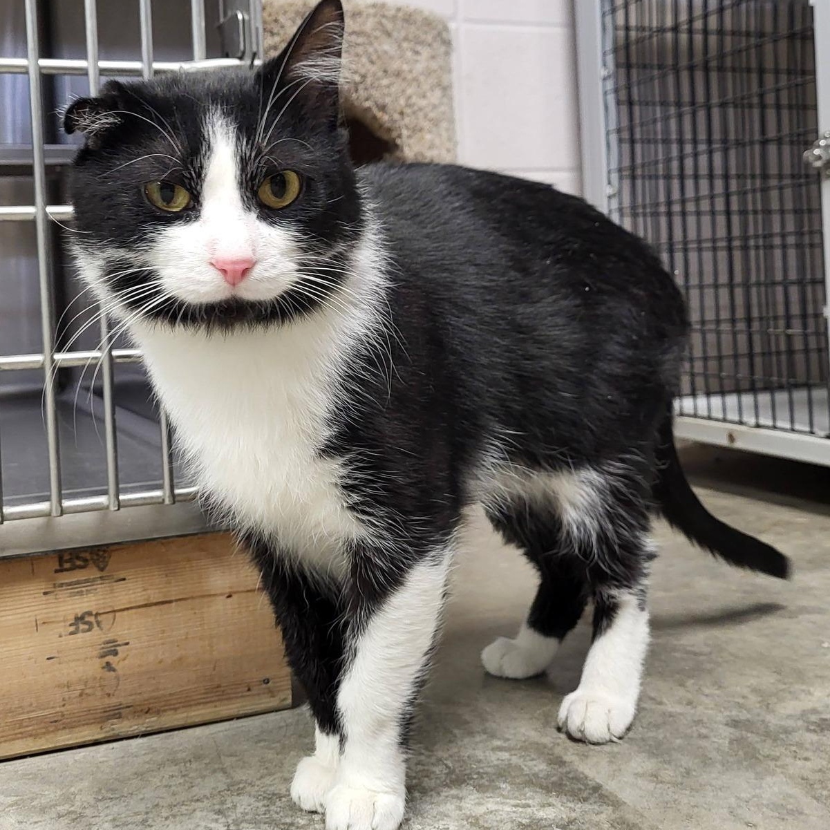 Van Gogh, Adopted, Adult Male Domestic Short Hair.