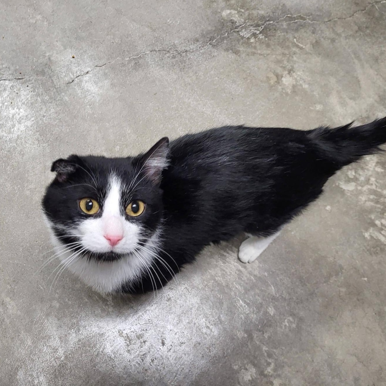 Enlarge Van Gogh, a Adopted Domestic Short Hair in Chilton, WI image 3/4