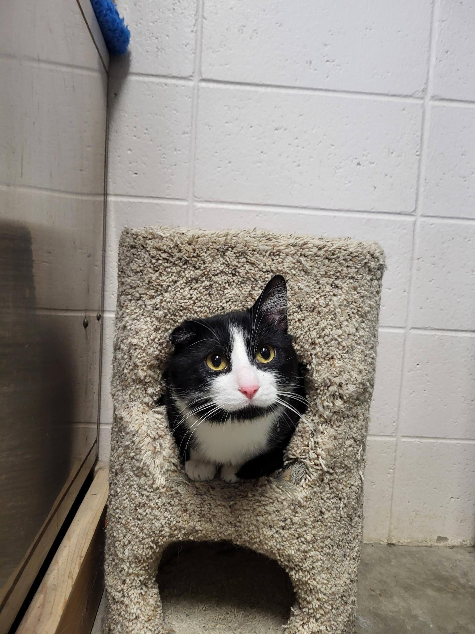 Enlarge Van Gogh, a Adopted Domestic Short Hair in Chilton, WI image 4/4