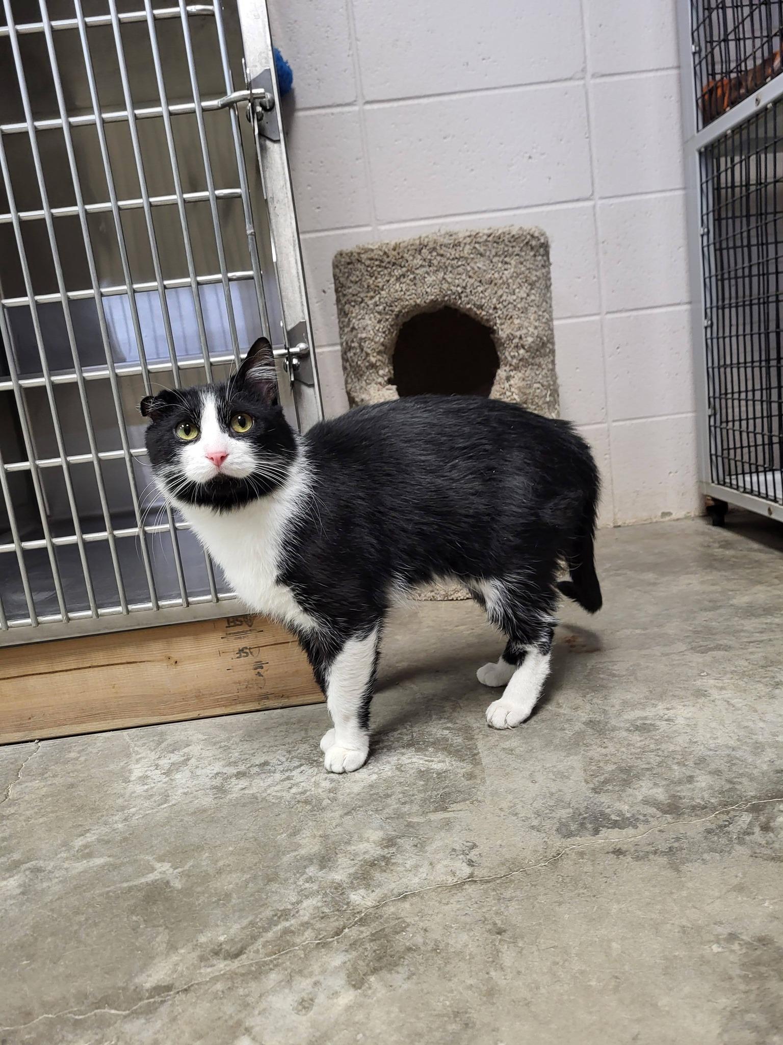 Enlarge Van Gogh, a Adopted Domestic Short Hair in Chilton, WI image 2/4