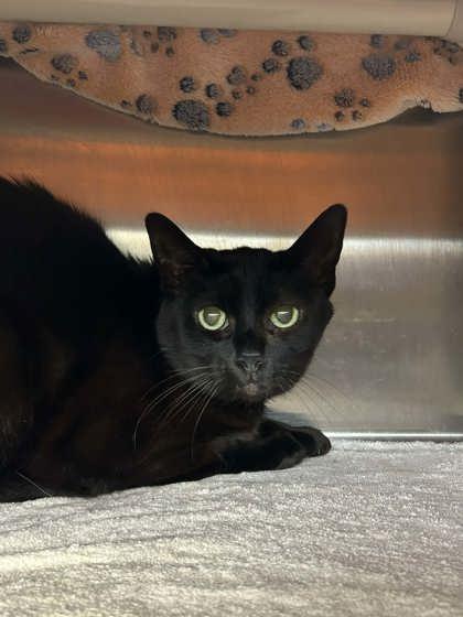 Starla, Adoptable, Adult Female Domestic Short Hair & Domestic Short Hair.