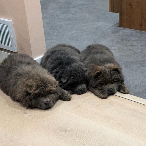 Enlarge Olie, a Adoptable Chow Chow in Fargo, ND image 1/3