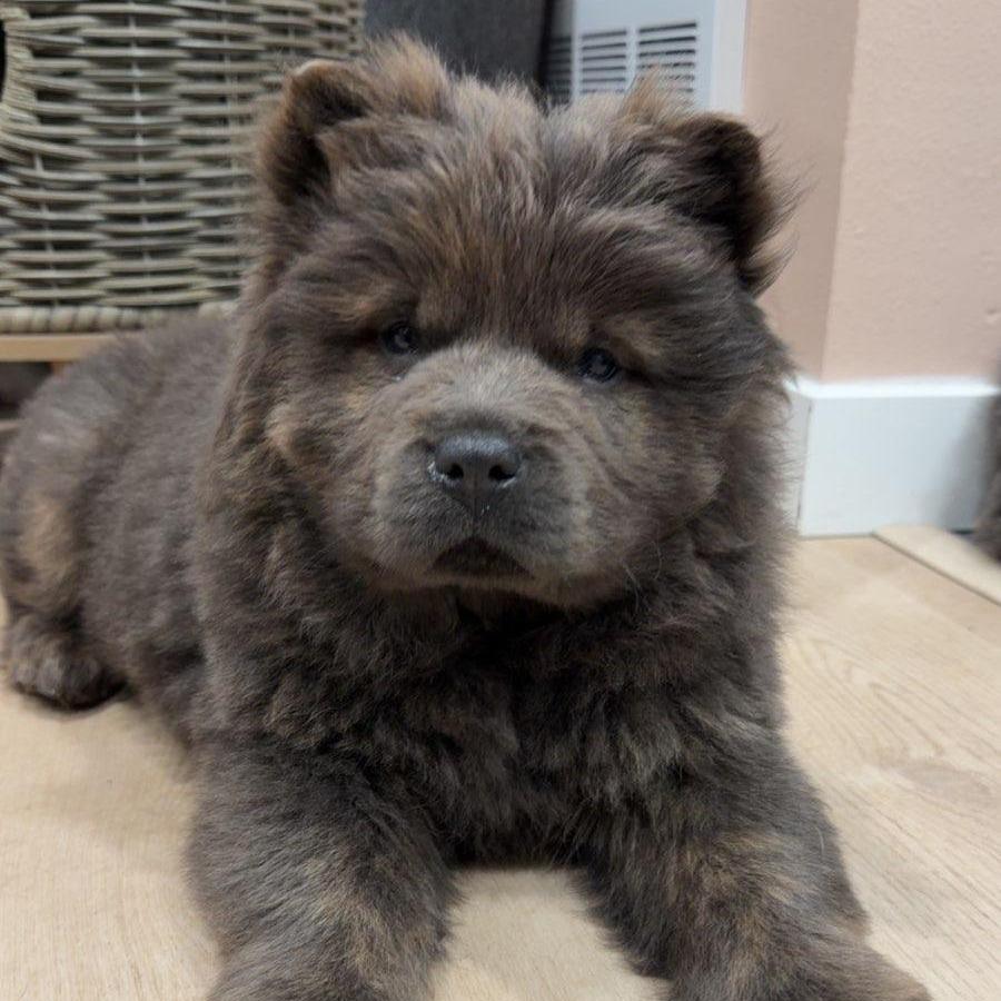Enlarge Olie, a Adoptable Chow Chow in Fargo, ND image 2/3