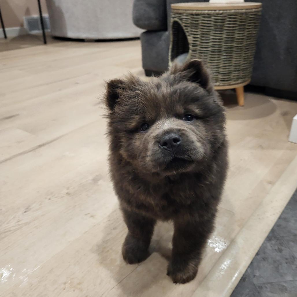 Enlarge Olie, a Adoptable Chow Chow in Fargo, ND image 3/3