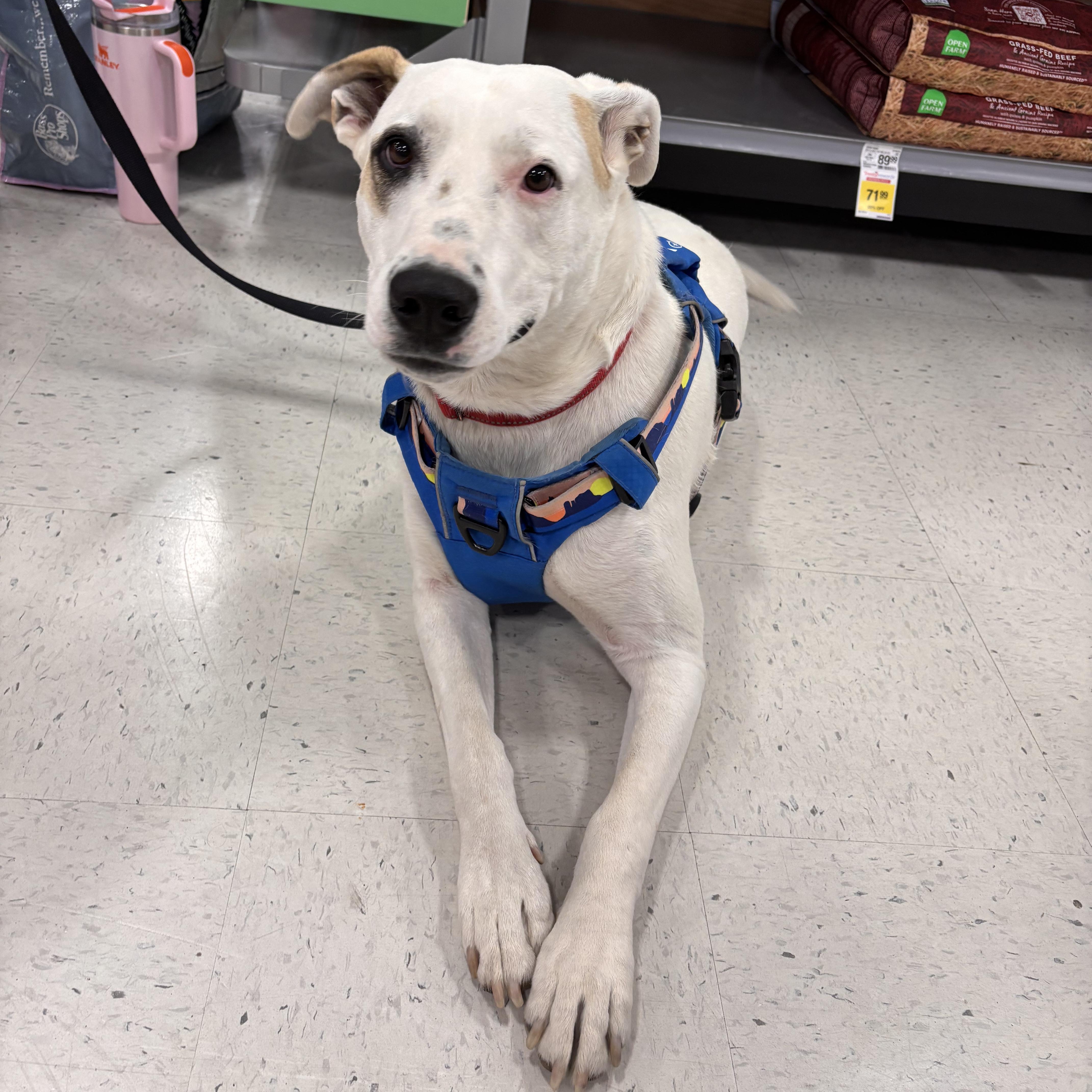 Freeway (AKA Hwy) - Survivor Pup Looking for Forever Home, Adoptable, Young Male American Bulldog.