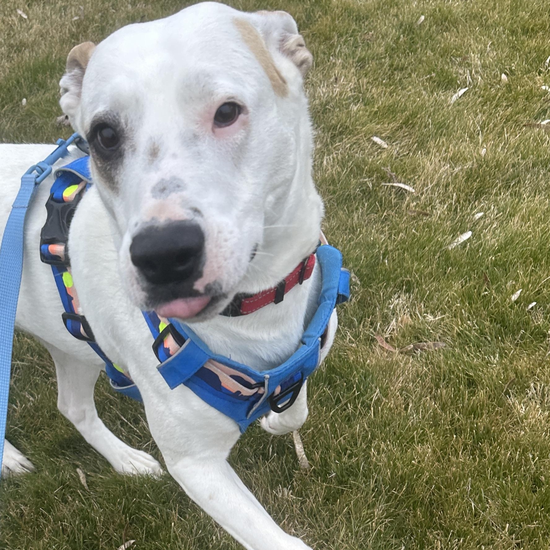 Freeway (AKA Hwy) - Survivor Pup Looking for Forever Home, a Adoptable mixed breed in Seattle, WA image 4/6