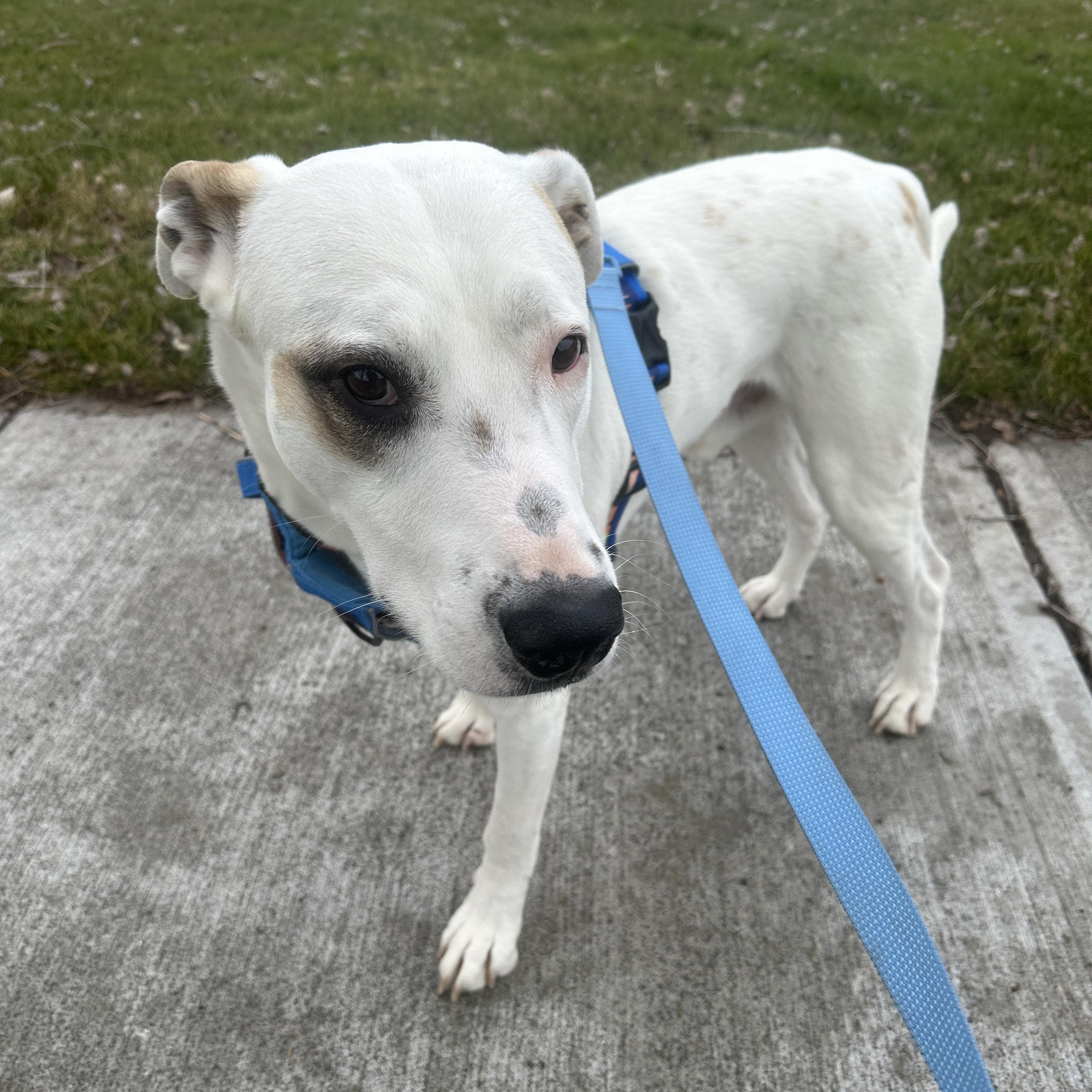 Freeway (AKA Hwy) - Survivor Pup Looking for Forever Home, a Adoptable mixed breed in Seattle, WA image 2/6